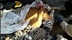 The tiger, which was being searched for the past 27 days, has been killed, said VTR’s wildlife conservator and field director Neshamani K. (Agencies) The tiger, which was being searched for the past 27 days, has been killed, said VTR’s wildlife conservator and field director Neshamani K. (Agencies)