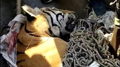 The tiger was killed on Saturday after 27 days of hunt. (HT photo) The tiger was killed on Saturday after 27 days of hunt. (HT photo)
