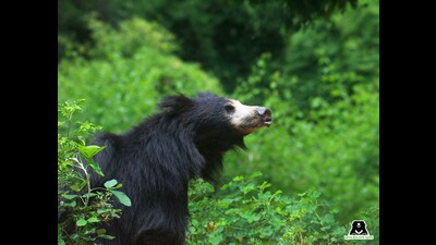 The sloth bear is a unique bear species found mainly in India. (HT file) The sloth bear is a unique bear species found mainly in India. (HT file)