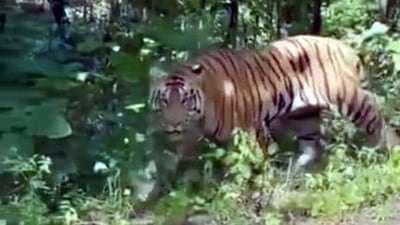 The man-eater remained elusive even after the forest department had dispatched a huge team of trackers, shooters, rescuers, forest jawans, and veterinary specialists to track down the animal. The man-eater remained elusive even after the forest department had dispatched a huge team of trackers, shooters, rescuers, forest jawans, and veterinary specialists to track down the animal.