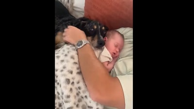 This dog was sleeping with the baby. (Instagram/@thebaloghlife) This dog was sleeping with the baby. (Instagram/@thebaloghlife)