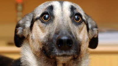 Sad? Scared? Guilty? Our guess would be afraid. In fear, dogs open their eyes wide, making this the easiest emotion to spot in canines, the study found. (Shutterstock) Sad? Scared? Guilty? Our guess would be afraid. In fear, dogs open their eyes wide, making this the easiest emotion to spot in canines, the study found. (Shutterstock)