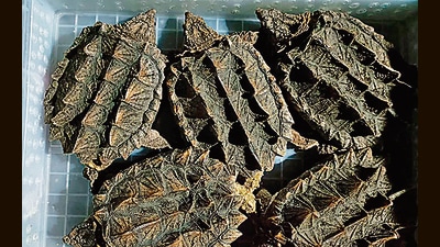 DRI arrests two for smuggling 665 exotic animals, 117 died during transit DRI arrests two for smuggling 665 exotic animals, 117 died during transit