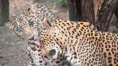 Ganesh and Vitthal grooming and nuzzling each other. (PHOTO: WILDLIFE SOS) Ganesh and Vitthal grooming and nuzzling each other. (PHOTO: WILDLIFE SOS)