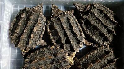 Directorate of Revenue Intelligence (DRI), Mumbai Zonal Unit, recovered exotic species such as turtles on Saturday. (ANI) Directorate of Revenue Intelligence (DRI), Mumbai Zonal Unit, recovered exotic species such as turtles on Saturday. (ANI)