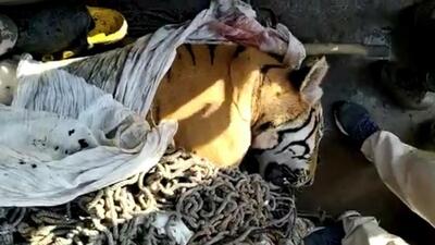 The tiger, which was being searched for the past 27 days, has been killed, said VTR’s wildlife conservator and field director Neshamani K. (Agencies) The tiger, which was being searched for the past 27 days, has been killed, said VTR’s wildlife conservator and field director Neshamani K. (Agencies)