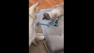 Dog and cat were playing tug. (Instagram/@henrythecoloradodog) Dog and cat were playing tug. (Instagram/@henrythecoloradodog)