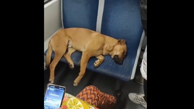 The dog occupied seat on the train. (Instagram/@myworld2121) The dog occupied seat on the train. (Instagram/@myworld2121)