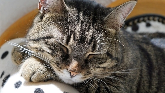 If your cat is sleeping more than usual, it's a sign of some trouble(Pixabay)