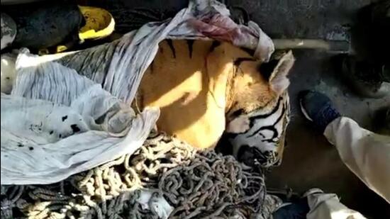 The tiger, which was being searched for the past 27 days, has been killed, said VTR’s wildlife conservator and field director Neshamani K. (Agencies)