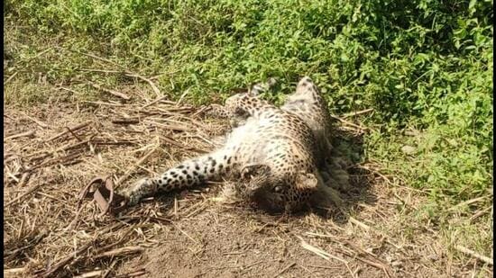 The carcass was found on Saturday, but the animal was dead maybe a week back, said officials. (HT PHOTO)