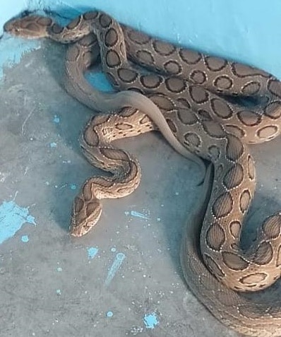 A mating pair of Russell’s vipers was rescued by Salim Khan from the garden of former international golfer Harmeet Kahlon in Kansal, Thursday. (PHOTO: BAHADUR KHAN) A mating pair of Russell’s vipers was rescued by Salim Khan from the garden of former international golfer Harmeet Kahlon in Kansal, Thursday. (PHOTO: BAHADUR KHAN)