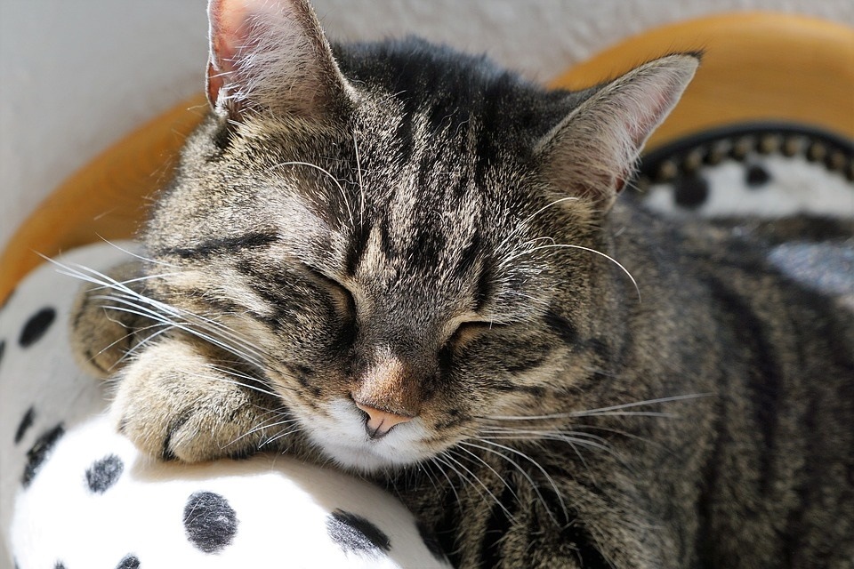 If your cat is sleeping more than usual, it's a sign of some trouble (Pixabay)