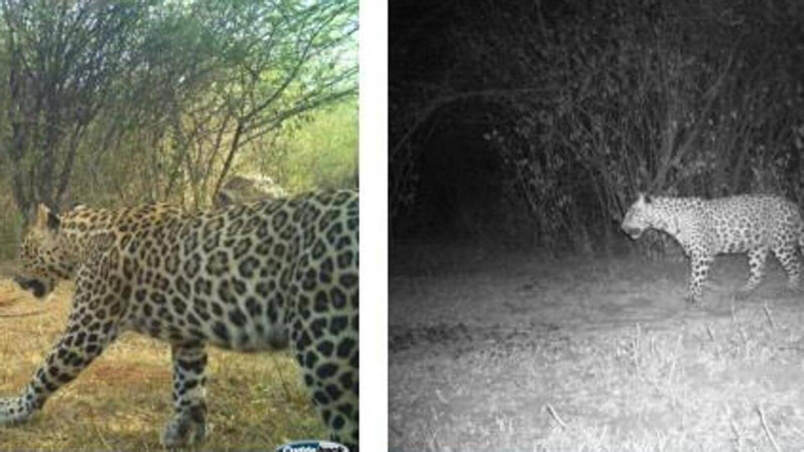 Study finds leopards making home close to human habitats in Delhi urban forest