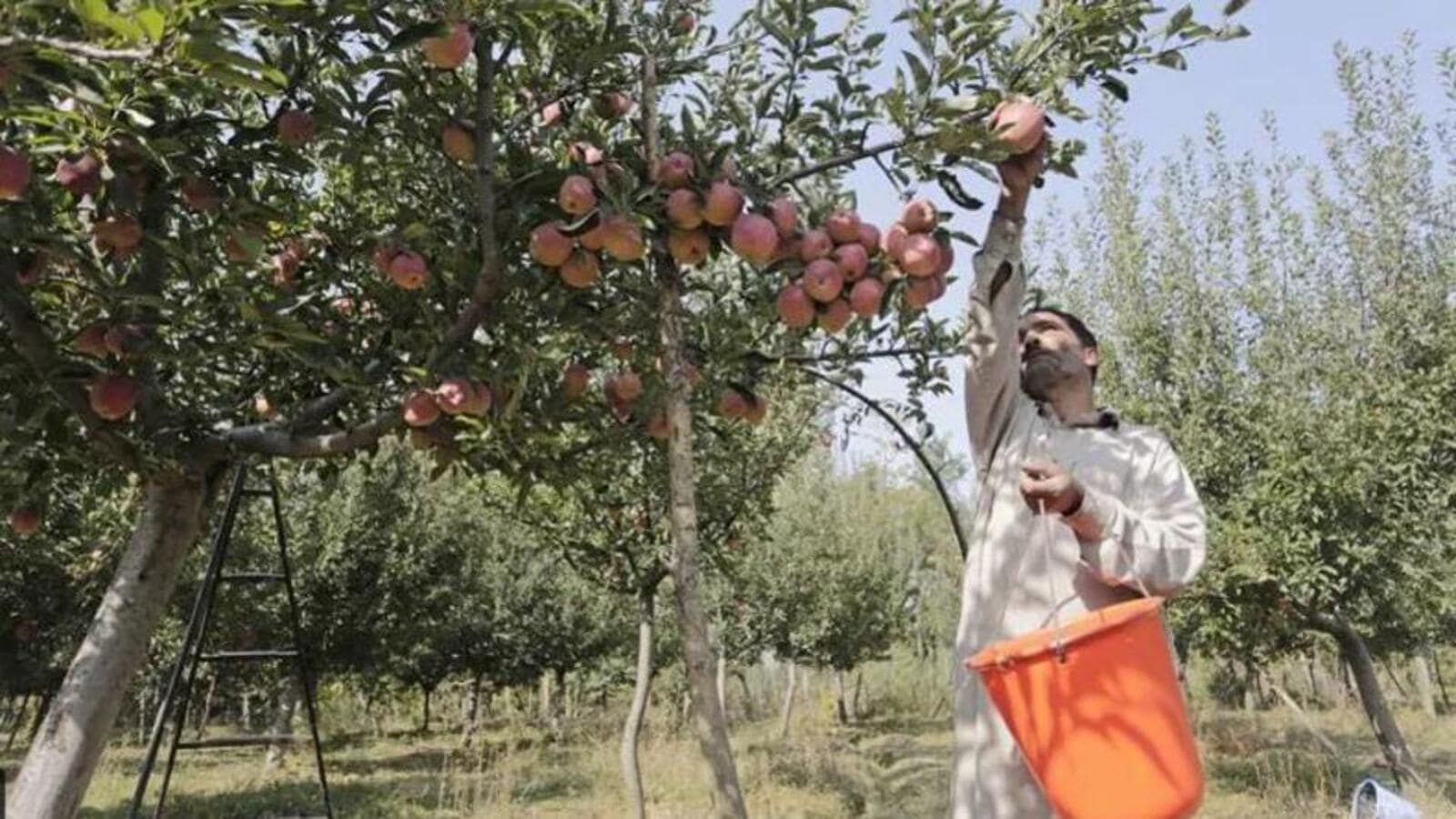 Golden Kasmiri Apple