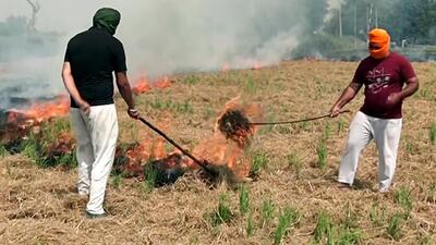 Stubble burning continues in Amritsar on Saturday. (ANI) Stubble burning continues in Amritsar on Saturday. (ANI)