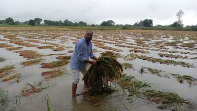 Continuous rain spells have caused damage to standing crops in the Braj region and disrupted power supply. (HT PHOTO) Continuous rain spells have caused damage to standing crops in the Braj region and disrupted power supply. (HT PHOTO)