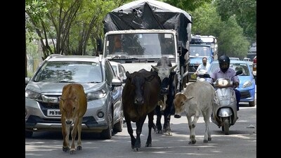 Traffic being disrupted by stray cattle on roads in Ludhiana. “I was hit in the head by a bull while I was crossing a street, I kept bleeding for 15 minutes till I received medical help,” said Prem Chabbra, a resident of the Haibowal. (HT PHOTO) Traffic being disrupted by stray cattle on roads in Ludhiana. “I was hit in the head by a bull while I was crossing a street, I kept bleeding for 15 minutes till I received medical help,” said Prem Chabbra, a resident of the Haibowal. (HT PHOTO)