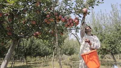 The orchardists are apprehensive that less rates, which apples fetch in the mandis in J&K and across the country presently, would cause them huge losses. (HT file photo) The orchardists are apprehensive that less rates, which apples fetch in the mandis in J&K and across the country presently, would cause them huge losses. (HT file photo)