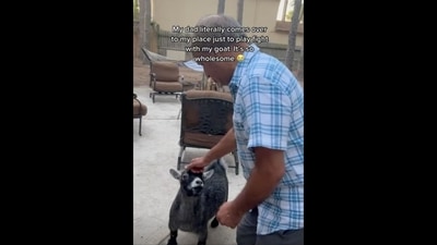The image shows the man tapping on the goat's head to engage in a playful fight.&nbsp; (Instagram/@animalsdoingthings)