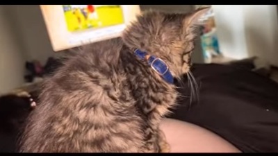 The image is taken from the video that shows a pregnant woman trying to capture her baby kicking. (Instagram/@catsdoingthings) The image is taken from the video that shows a pregnant woman trying to capture her baby kicking. (Instagram/@catsdoingthings)