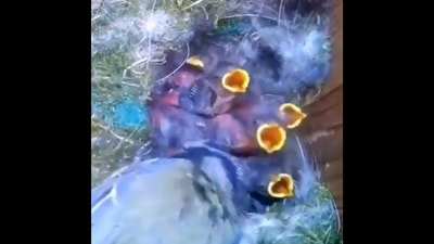 A screengrab shows the chicks in the nest that was built by the mother bird, earlier in the video. (Twitter/@buitengebieden) A screengrab shows the chicks in the nest that was built by the mother bird, earlier in the video. (Twitter/@buitengebieden)