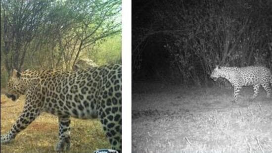 Within the Delhi urban forest, the leopards were found most frequently in areas which are close to human habitats. (Sourced) Within the Delhi urban forest, the leopards were found most frequently in areas which are close to human habitats. (Sourced)