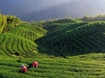 Darjeeling suffers from the concerted illegal trade and smuggling of Nepal teas into India, and the fact that these spurious varieties find their way to the export market under the Darjeeling label.&nbsp;