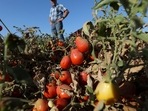 Climate Change: Processing tomatoes dried up by heat and drought hang on vines on a farm belonging to farmer Aaron Barcellos in Los Banos, California, US.