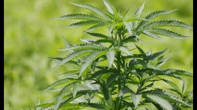 NDPS criminalises possession of most derivatives of cannabis. It also reverses the burden of proof — those accused are assumed guilty until proven innocent. (Bloomberg) NDPS criminalises possession of most derivatives of cannabis. It also reverses the burden of proof — those accused are assumed guilty until proven innocent. (Bloomberg)