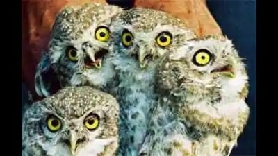 Forest dept to keep close watch on sale of owls, protected species (Pic for representation) Forest dept to keep close watch on sale of owls, protected species (Pic for representation)