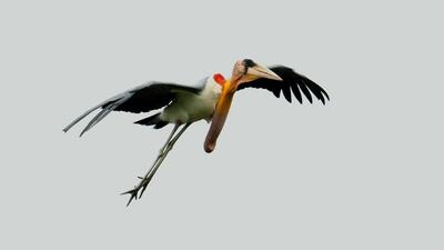 India now accounts for 90% of the greater adjutant storks population with Bihar’s Kosi riverine belt being the main contributor. (Sourced) India now accounts for 90% of the greater adjutant storks population with Bihar’s Kosi riverine belt being the main contributor. (Sourced)