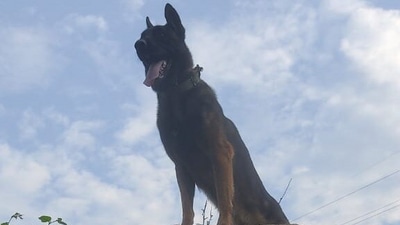 Zoom is a highly trained, ferocious, and committed canine. (@ChinarcorpsIA) Zoom is a highly trained, ferocious, and committed canine. (@ChinarcorpsIA)