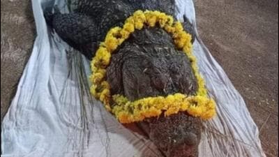 Crocodile “Babiya”, one of the main attractions at Sri Anandapadmanabha temple in Kasaragod in northern Kerala, died on Sunday, temple officials said, as many areas near the temple observed a shutdown on Monday as a mark of respect and thousands of devotees thronged the temple to pay their tributes. (HT) Crocodile “Babiya”, one of the main attractions at Sri Anandapadmanabha temple in Kasaragod in northern Kerala, died on Sunday, temple officials said, as many areas near the temple observed a shutdown on Monday as a mark of respect and thousands of devotees thronged the temple to pay their tributes. (HT)