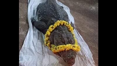 ‘Babiya’, the temple crocodile of north Kerala’s Kasaragod district. (HT Photo) ‘Babiya’, the temple crocodile of north Kerala’s Kasaragod district. (HT Photo)