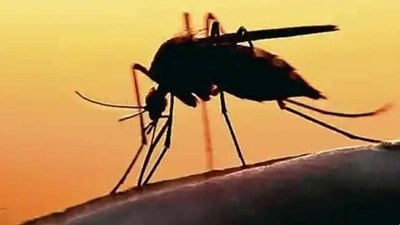 Kolkata records 2,800 dengue cases till October 5 this year. (Pic for representation) Kolkata records 2,800 dengue cases till October 5 this year. (Pic for representation)