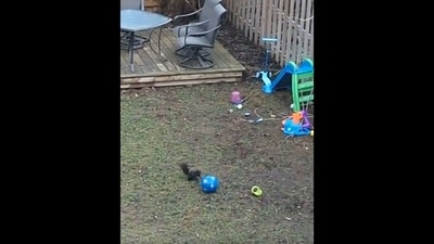 A screengrab from a video shared on Twitter. It shows the squirrel playing with the blue-coloured ball. (Twitter/@buitengebieden) A screengrab from a video shared on Twitter. It shows the squirrel playing with the blue-coloured ball. (Twitter/@buitengebieden)
