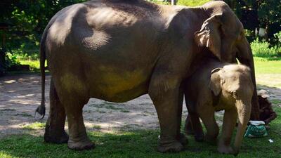 An elephant and her calf at the Kaziranga national park in Assam. (ANI File Photo) An elephant and her calf at the Kaziranga national park in Assam. (ANI File Photo)
