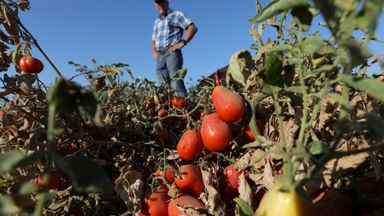 Climate Change: Processing tomatoes dried up by heat and drought hang on vines on a farm belonging to farmer Aaron Barcellos in Los Banos, California, US.(Reuters)