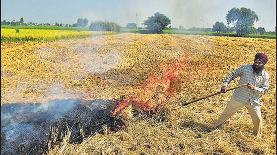 Though the farm fire count till now this year is comparatively lower in Punjab, experts say that it may go up to around 3,000-4,000 by late October and early November. (HT Photo)