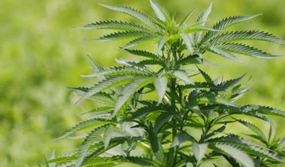 What many people are unaware of is that cannabis has medicinal properties as well. (Representative Image)