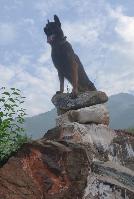 Indian Army’s assault dog, Zoom, who was critically injured during the Anantnag gunfight is undergoing treatment at the vet hospital in Srinagar. (Twitter/ChinarcorpsIA) Indian Army’s assault dog, Zoom, who was critically injured during the Anantnag gunfight is undergoing treatment at the vet hospital in Srinagar. (Twitter/ChinarcorpsIA)