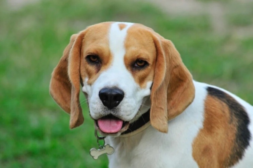 If you want a healthy and happy pet, bring home a breed that suits your lifestyle (Pixabay) If you want a healthy and happy pet, bring home a breed that suits your lifestyle (Pixabay)