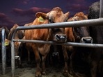 New Zealand on October 11 unveiled plans to tax the greenhouse gas emissions from farm animals, in a controversial proposal designed to tackle climate change.(AFP)