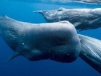 New Zealand: 250 beached pilot whales were found at Chatham Island.(Representational) New Zealand: 250 beached pilot whales were found at Chatham Island.(Representational)