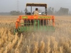 Punjab has already logged 545 farm fires till October 5 this season. (HT Photo)
