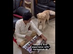 Golden retriever reacts on seeing harmonium.