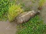 On Tuesday, Assam CM minute-long drone video of the rhino.(Twitter/@himantabiswa)