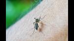 As of Tuesday, Panchkula district has already logged 1,098 dengue cases and five deaths, highest since 2010. (Representative image) As of Tuesday, Panchkula district has already logged 1,098 dengue cases and five deaths, highest since 2010. (Representative image)