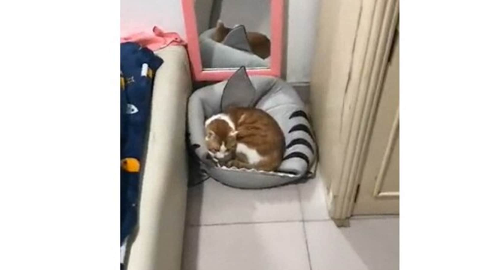 Cat human outlet bed